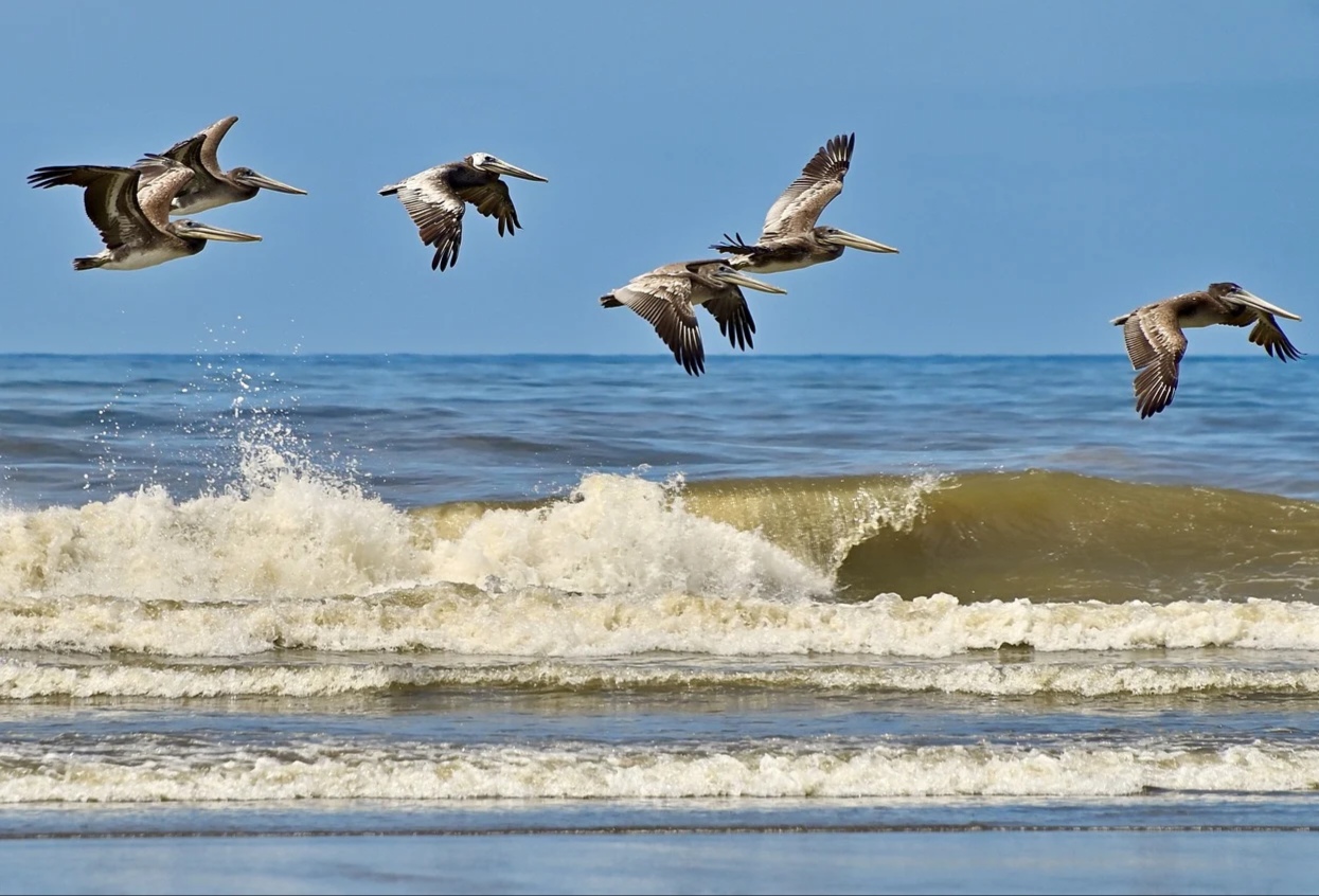 birds-8157789_1280_edit_519918542067654.jpg