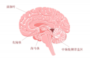 腦科學(xué)告訴你：為何這么多學(xué)生一天到晚變得“死氣沉沉”？