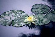 推薦家長與師生閱讀2878：父母最大的遠(yuǎn)見，是在孩子成