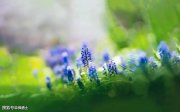 網(wǎng)絡(luò)失語癥：別讓流行梗“毀掉”你的語言
