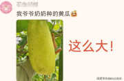 “我爸種的都比這專業(yè)”，農(nóng)學(xué)生曬出“掛科黃瓜”，